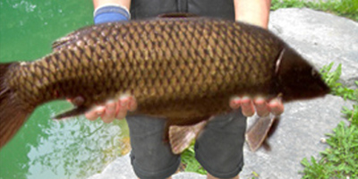 Lago 4 Carpodromo pesca a carpodromo