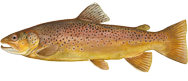 Brown trout