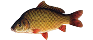 Carp