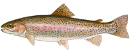 Rainbow trout