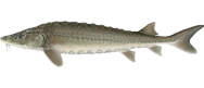 Sturgeon